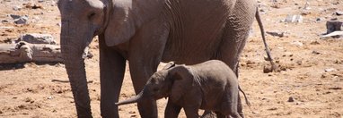 Souvenir du voyage de Bea, Namibie