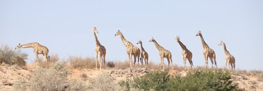 Souvenir du voyage de Bea, Namibie