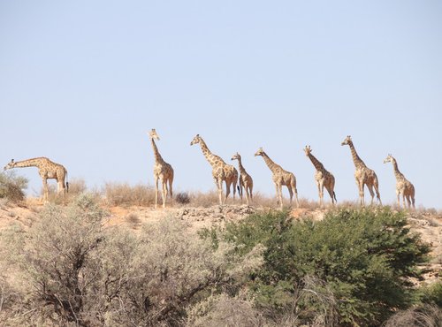 Souvenir du voyage de Bea, Namibie