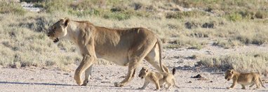 Souvenir du voyage de Bea, Namibie