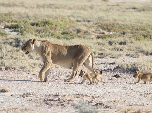 Souvenir du voyage de Bea, Namibie