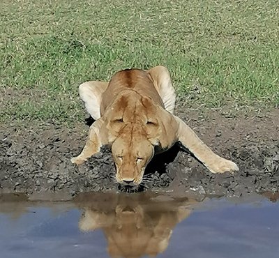 Souvenir du voyage de Florian, Tanzanie