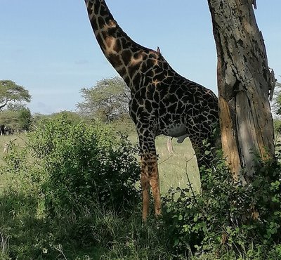 Souvenir du voyage de Florian, Tanzanie