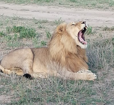 Souvenir du voyage de Florian, Tanzanie