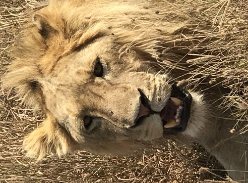 Souvenir du voyage de Jérome, Tanzanie