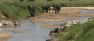 Souvenir du voyage de Thierry, Tanzanie