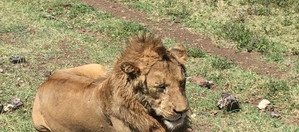 Souvenir du voyage de Thierry, Tanzanie