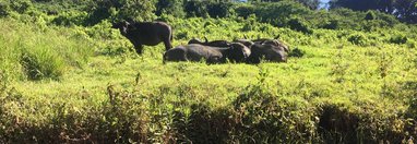 Souvenir du voyage de Thierry, Tanzanie