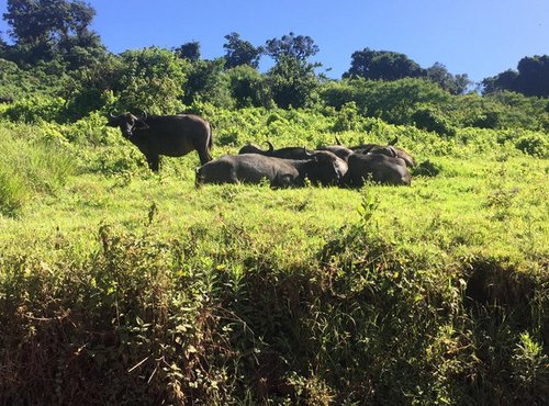 Souvenir du voyage de Thierry, Tanzanie