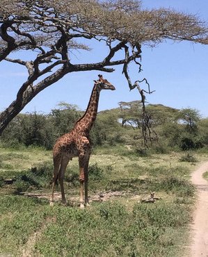 Souvenir du voyage de Thierry, Tanzanie