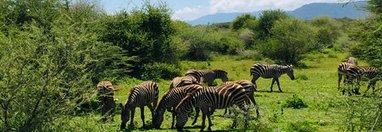 Souvenir du voyage de Christophe, Tanzanie