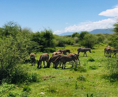 Souvenir du voyage de Christophe, Tanzanie