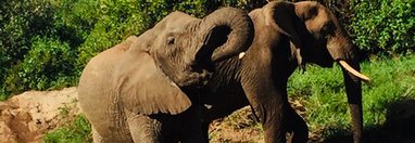 Souvenir du voyage de Christophe, Tanzanie