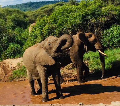Souvenir du voyage de Christophe, Tanzanie