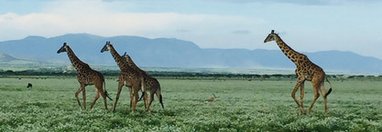 Souvenir du voyage de Christophe, Tanzanie