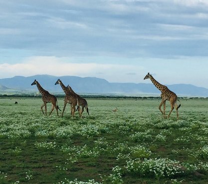 Souvenir du voyage de Christophe, Tanzanie