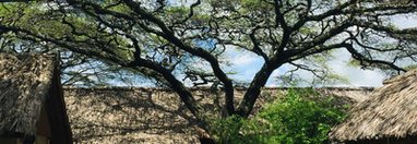 Souvenir du voyage de Christophe, Tanzanie