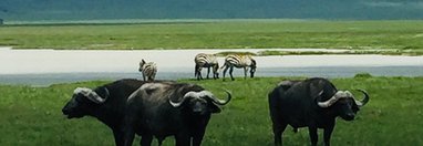 Souvenir du voyage de Christophe, Tanzanie