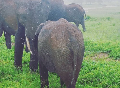 Souvenir du voyage de Stéphanie, Tanzanie