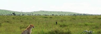 Souvenir du voyage de Stéphanie, Tanzanie