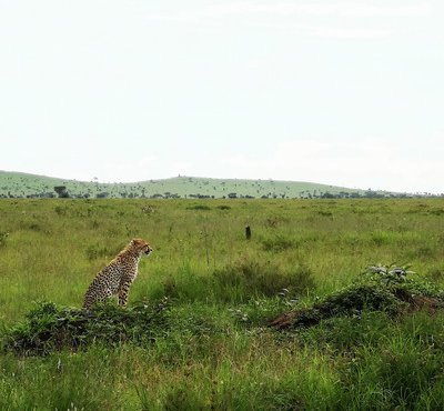 Souvenir du voyage de Stéphanie, Tanzanie
