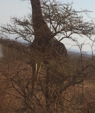 Souvenir du voyage de Virginie, Kenya