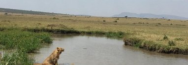 Souvenir du voyage de Virginie, Kenya