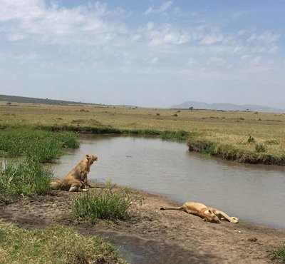 Souvenir du voyage de Virginie, Kenya