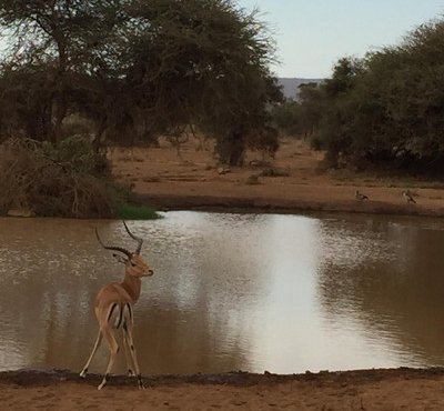 Souvenir du voyage de Virginie, Kenya