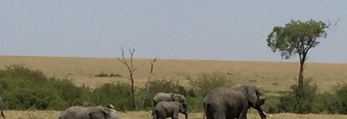 Souvenir du voyage de Virginie, Kenya