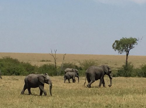 Souvenir du voyage de Virginie, Kenya