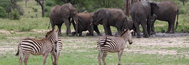 Souvenir du voyage de Catherine, Tanzanie