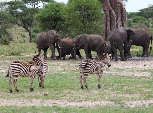 Souvenir du voyage de Catherine, Tanzanie