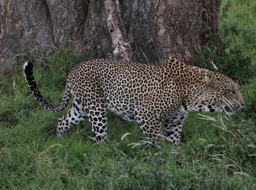 Souvenir du voyage de Catherine, Tanzanie