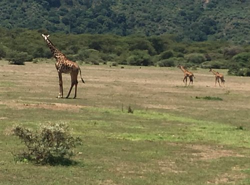 Souvenir du voyage de Sebastien, Tanzanie