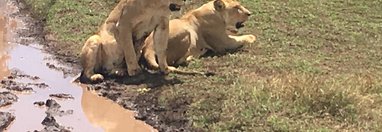 Souvenir du voyage de Sebastien, Tanzanie