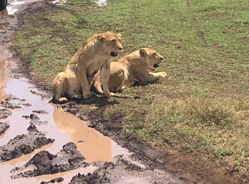 Souvenir du voyage de Sebastien, Tanzanie