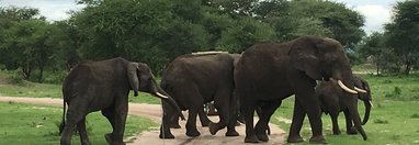 Souvenir du voyage de Sebastien, Tanzanie