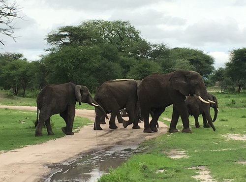 Souvenir du voyage de Sebastien, Tanzanie