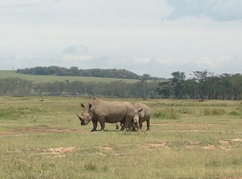 Souvenir du voyage de Margot, Kenya