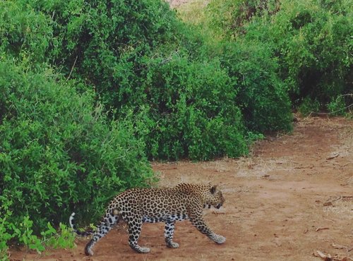 Souvenir du voyage de Margot, Kenya