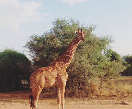 Souvenir du voyage de Margot, Kenya