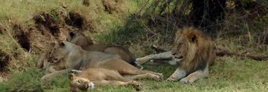 Souvenir du voyage de Margot, Kenya