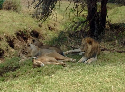 Souvenir du voyage de Margot, Kenya