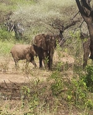Souvenir du voyage de Séverine , Tanzanie