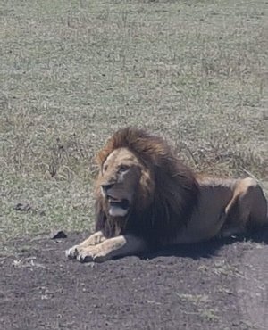 Souvenir du voyage de Séverine , Tanzanie