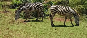 Souvenir du voyage de Séverine , Tanzanie