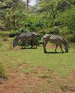 Souvenir du voyage de Séverine , Tanzanie