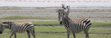 Souvenir du voyage de Philippe, Tanzanie