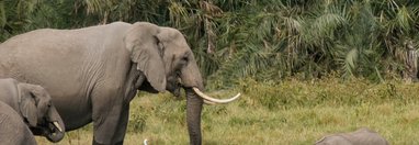 Souvenir du voyage de Julien, Kenya